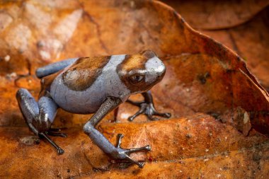 Mavi Harlequin zehirli ok kurbağası, Oophaga histrionica. Bir küçük tropikal egzotik zehirli dartfrog Kolombiya'dan yağmur ormanı.