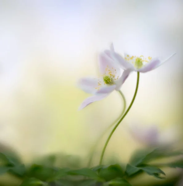 Paio Anemoni Legno Impigliati Nell Amore Abbracciano Macro Fiore Selvatico — Foto Stock