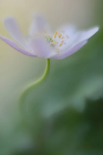 Jeden Bílý Divoká Květina Anemone Dřevo Měkké Rozostřené Pozadí — Stock fotografie