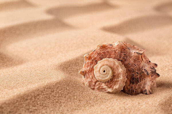 sea shell on beach in the sand. Sandy background with rippled lines and empty copy space and seashell. 