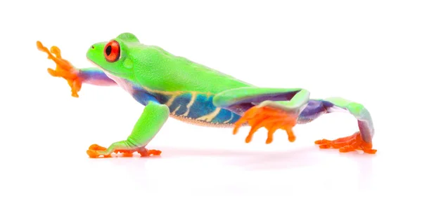 Red Eyed Tree Frog Walking Agalychnis Callydrias Tropical Rain Forest — Stock Photo, Image