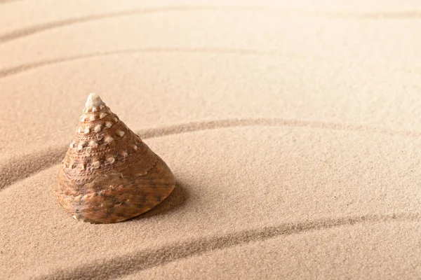 Κώνος Θάλασσας Κέλυφος Αμμώδη Παραλία Γραμμές Στην Άμμο Και Φόντο — Φωτογραφία Αρχείου