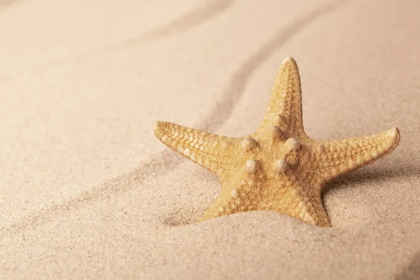 Αστερίες Αμμώδη Παραλία Μία Ενιαία Seastar Στην Κυματισμένη Καθορισμός Άμμο — Φωτογραφία Αρχείου