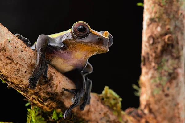 tropical tree frog on branch at night in Amazon rain forest of Brazil.