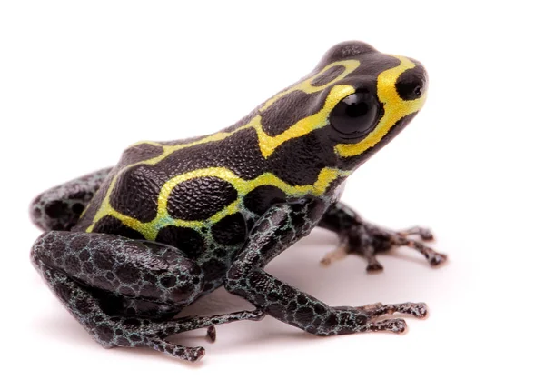Amazon Poison Dart Frog Ranitomeya Imitator Baja Huallaga Peru Macro — Stock Photo, Image