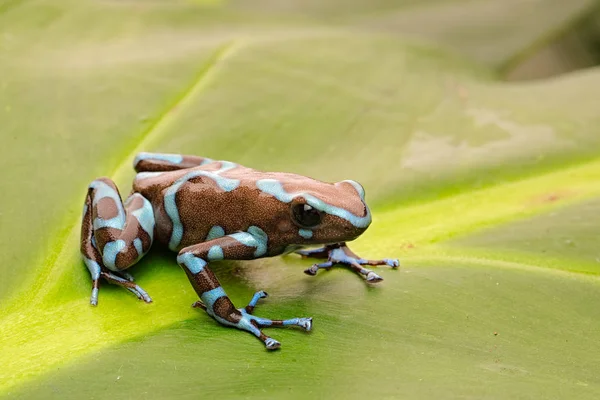 Jed Šipku Frog Dendrobates Auratus Tropického Deštného Pralesa Panamy — Stock fotografie