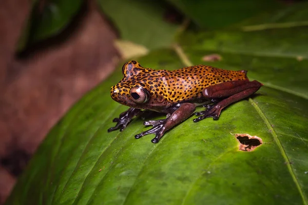 来自哥伦比亚 厄瓜多尔和玻利维亚丛林的一种外来两栖动物 热带树蛙 — 图库照片