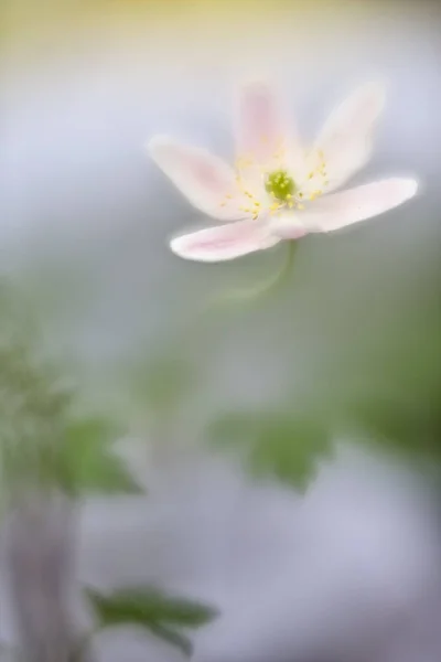 Jarní Wildflower Krásné Dřevo Sasanka Bílé Rozmazané Pozadí Bokeh — Stock fotografie