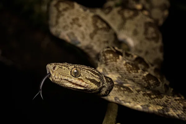 Serpent Tropical Arbre Boa Corallus Hortulanus Serpent Forêt Amazonienne Colombie — Photo