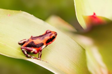 zehirli ok kurbağası