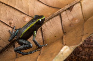 zehirli ok kurbağası, Phyllobates aurotaenia. Yağmur ormanı Choco Kolombiya üzerinden küçük bir çok zehirli hayvan.