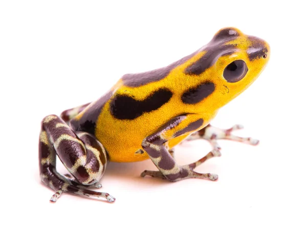 Poison Dart Frog Amphibain Vibrant Yelllow Tropical Poisonous Rain Forest — Stock Photo, Image