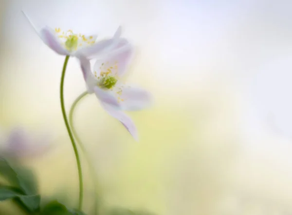 Para Drewna Anemones Uwikłany Objęciach Miłości Różowy Biały Dziki Kwiat — Zdjęcie stockowe