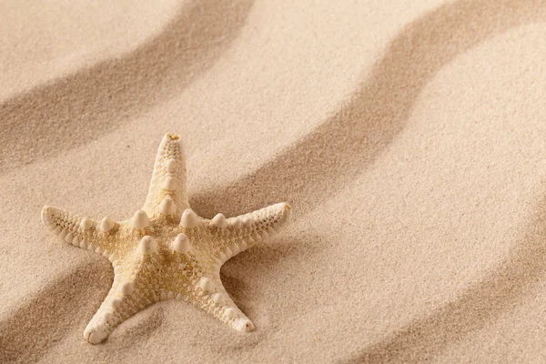 Starfish Zee Ster Kust Van Een Golfde Zomer Zandstrand Strand — Stockfoto