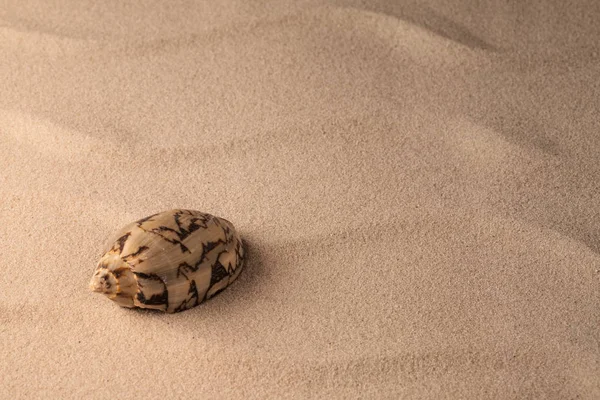 Měkkýšů Korýšů Písečné Pláži Tropického Ostrova Exotické Mušle Vlnitý Písku — Stock fotografie