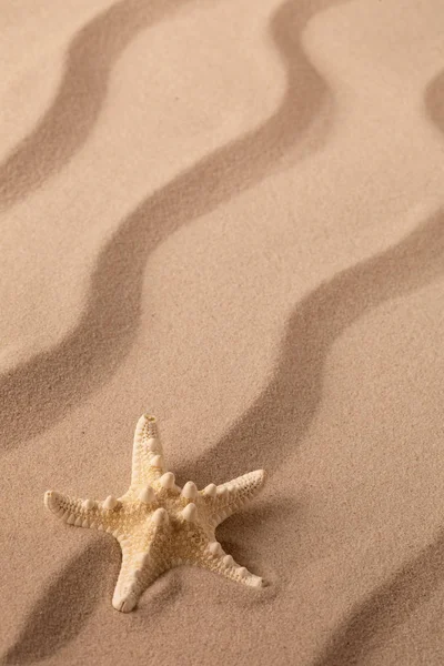 Αστερίες Sea Star Ωοτοκίας Στην Αμμουδιά — Φωτογραφία Αρχείου
