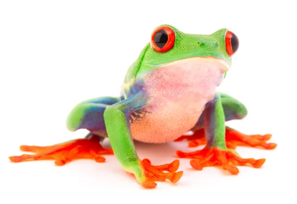 Red Eyed Monkey Tree Frog Agalychnis Callydrias Tropical Rain Forest — Stock Photo, Image