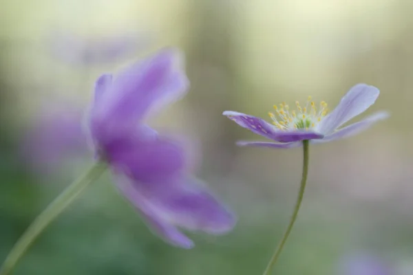 Zawilec Kruchość Wildflower Różowy Wiosna Nieostrość Ładny Bokeh Przedstawiające Czystości — Zdjęcie stockowe