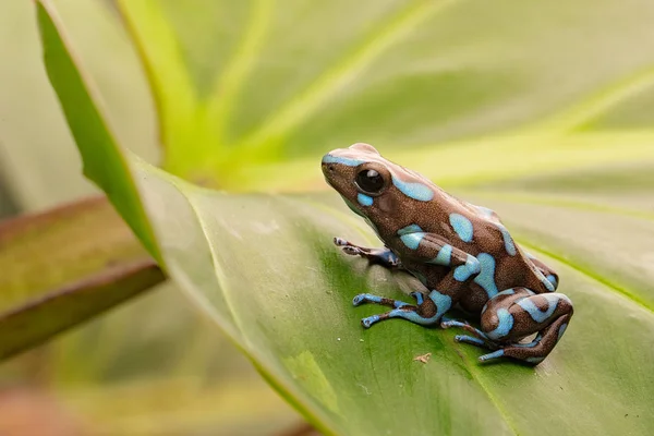 Tropical poison dart frog Panama — Stock Photo, Image
