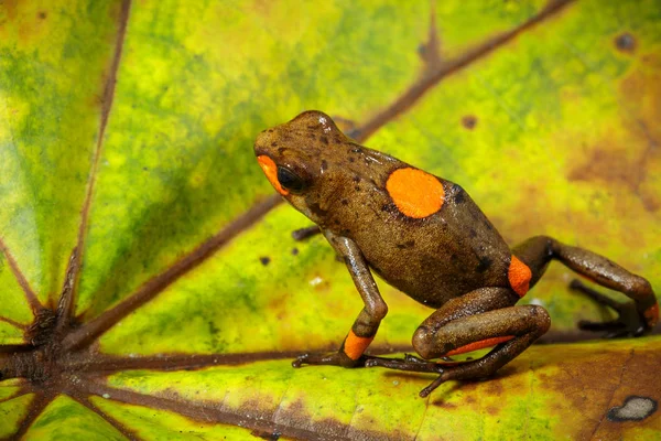 Жаба Отрута Дартс Яблучко Oophaga Histrionica Отруйні Dartfrog Від Choco — стокове фото