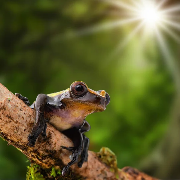 Tropik Ağaç Kurbağası Güneşte Dendropsophus Manonegra Tadını Çıkarma Amazon Ormanda — Stok fotoğraf