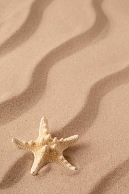 Deniz yıldızı veya denizyıldızı tropik sahil kumu üzerinde. Sandy arka plan sakinleştirmek çizgileri ve açık kopya alanı. 