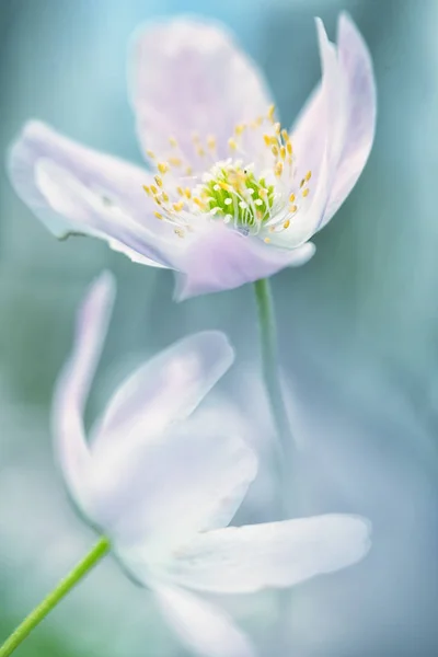 Legno Anemone Fiore Selvatico Astratto Romantico Sognante Soft Focus Macro — Foto Stock