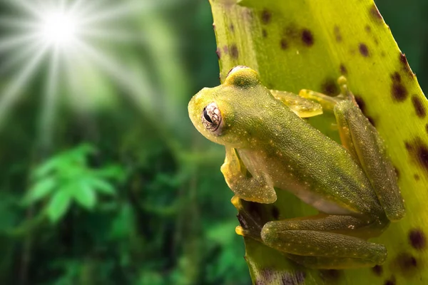 Amazon Yağmur Ormanı Teratohyla Pulverata Dan Tropikal Cam Kurbağa Güzel — Stok fotoğraf