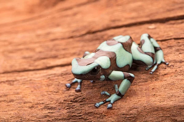 Zehirli Kurbağası Dendrobates Hava Pena Blanca Zehirli Yağmur Ormanı Hayvan — Stok fotoğraf