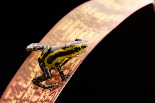 緑ストライプ イチゴ毒投げ矢のカエル Oophaga プミリオ パナマの雨の森から小さな熱帯のカエル — ストック写真