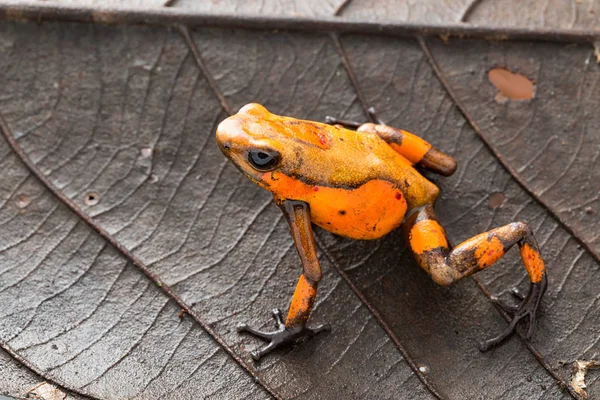 Poison Dart Frog Oophaga Histrionica Small Poisonous Animal Rain Forest — Stock Photo, Image