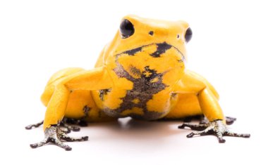 zehirli ok kurbağası, Phyllobates terribilis turuncu. Kolombiya, tehlikeli bir amfibi uyarı renkleri ile Amazon yağmur ormanlarında en zehirli hayvan. Whit üzerinde izole