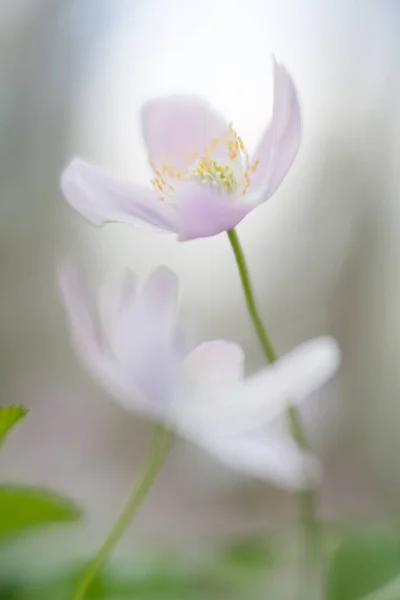 Madera Anémona Abstracta Flores Silvestres Blancas Poca Profundidad Estas Flores — Foto de Stock