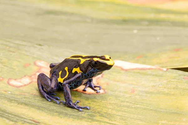 Deying Veneno Rana Dardo Dendrobates Tinctorius Nominat Kaw Animal Azul —  Fotos de Stock