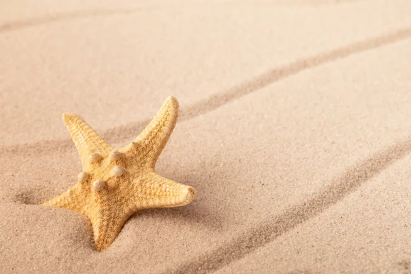 One Single Sea Star Starfish Tropical Beach Sand Concept Summer — Stock Photo, Image