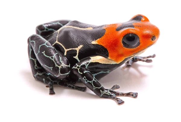 Red Headed Poison Dart Arrow Frog Ranitomeya Fantastica Beautiful Small — Stock Photo, Image