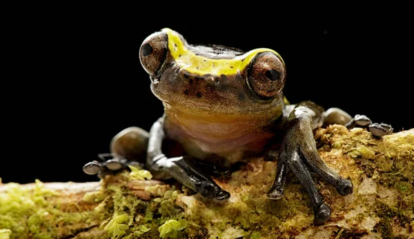 有趣的好奇树蛙树突状动物 来自哥伦比亚亚马逊雨林的一种夜间丛林动物 — 图库照片