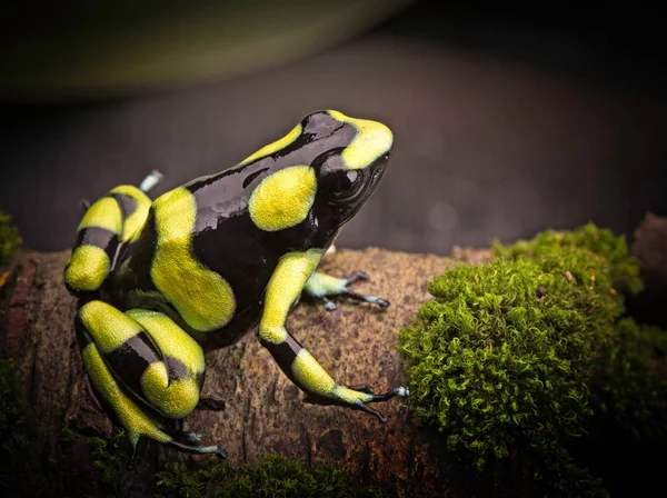 Tropical poison dart frog from the Amazon rain forest in Colombia. Dendrobates auratus a macro of a poisonous animal in the rainforest.