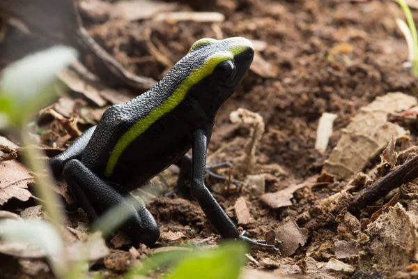 Poison Dart Frog Ameeregza Trivittata Forêt Amazonienne Colombie Cet Animal — Photo