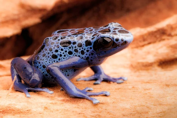 蓝色和黑色的箭毒蛙 Dendrobates Azureus 美丽的毒雨森林动物面临灭绝的危险 在雨林饲养宠物两栖动物 — 图库照片