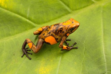 Zehirli ok kurbağası, Oophaga histrionica. Küçük bir zehirli hayvan Kolombiya'dan yağmur ormanı. 