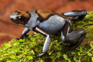 Mavi Harlequin zehirli ok kurbağası, Oophaga histrionica. Bir küçük tropikal egzotik zehirli dartfrog Kolombiya'dan yağmur ormanı.