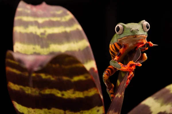 虎の足猿アマガエル Phyllomadusa Tomopterna アマゾンの熱帯雨林絶滅危惧種動物から熱帯アオガエルのなかま — ストック写真