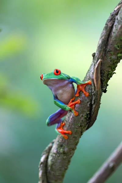 Červená Žába Listovnice Callydrias Připraven Skoku Tropických Zvířat Rain Forest — Stock fotografie