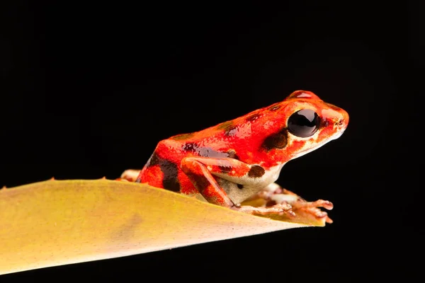 来自巴拿马博卡斯德尔托罗雨林的红草莓毒箭蛙 Oopaga Pumilio — 图库照片