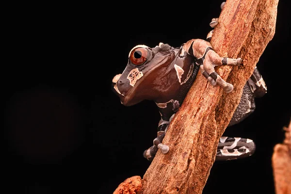 Spiny Headed Tree Frog Anotheca Spinosa Beautiful Tropicla Rain Forest — Stock Photo, Image