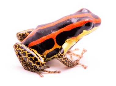 zehirli dart veya ok kurbağası, Ranitomeya uakarii altın bacak morph. Peru Amazon yağmur ormanlarında gelen bir Dendrobates. Bu hayvan tropik Amazon yağmur ormanlarında Peru yaşıyor. Beyaz arka plan üzerinde izole