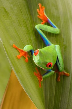 Kosta Rika'nın tropik yağmur ormanlarında bir yaprağın üzerinde kırmızı gözlü ağaç kurbağası. Agalychnis callydrias veya maymun treefrog.