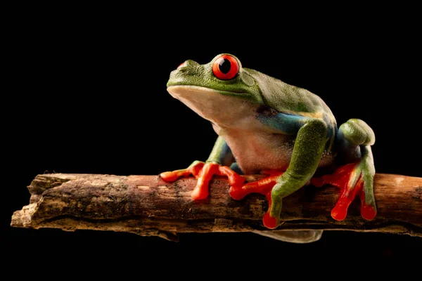 アカメアマガエル コスタリカの熱帯雨林の小枝で夜 Agalchnis Callydrias または猿アオガエルのなかまは夜行性の動物 — ストック写真