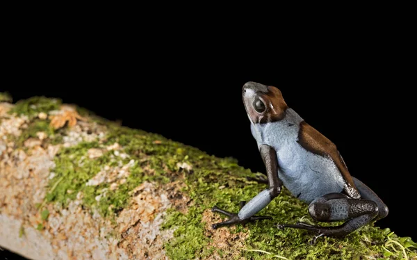 Βάτραχος Dart Oophaga Histrionica Ένα Δηλητηριώδες Ζώο Από Ζούγκλα Της — Φωτογραφία Αρχείου